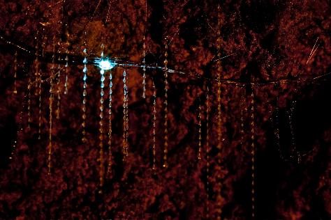 Glow Worms New Zealand